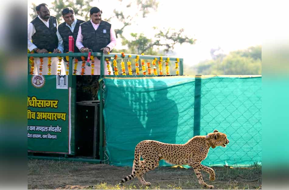 मुख्यमंत्री डॉ. यादव ने गांधी सागर अभयारण्य में छोड़ी मादा चीता राधा